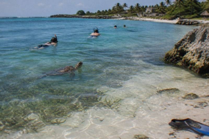 Turtle Snorkel, Lunch Buffet